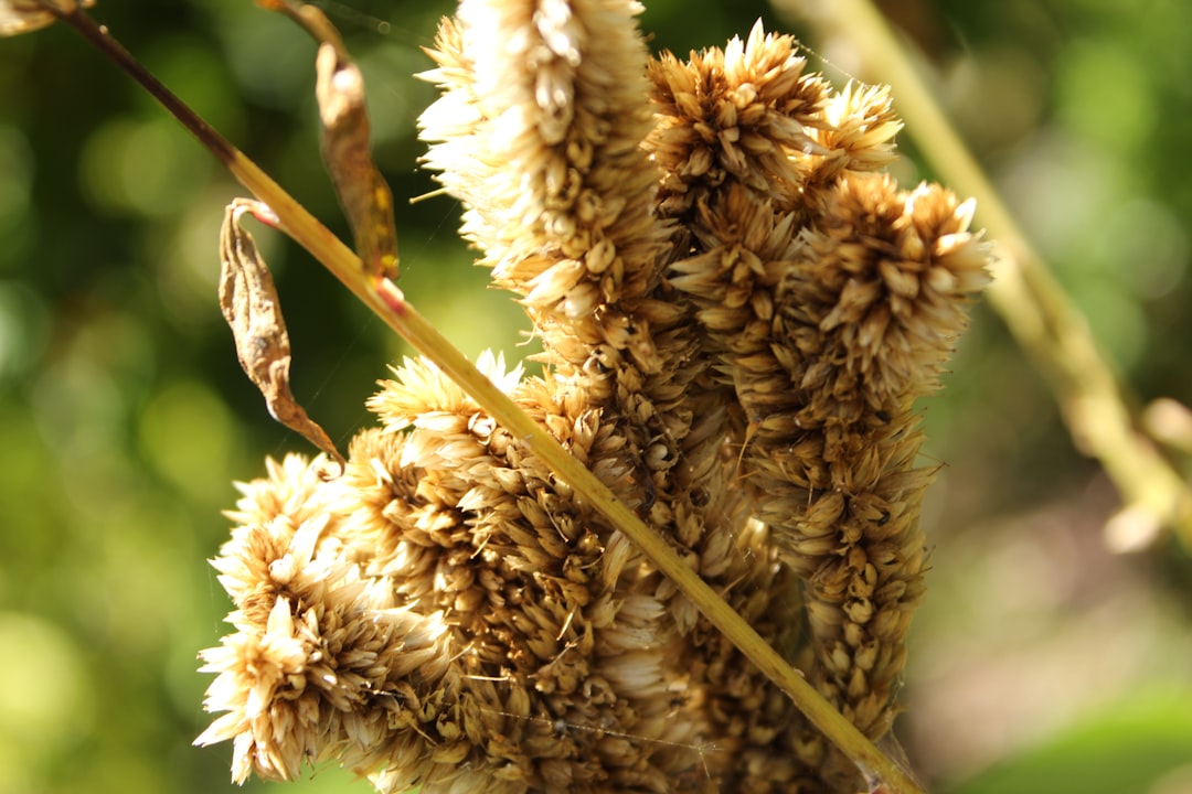 Photo kefir grains cultivation