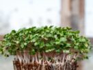 Photo microgreens cultivation