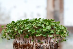 Photo microgreens cultivation