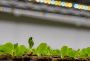 Photo sprouting seeds