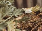 Photo mushroom cultivation