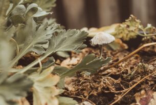 Photo mushroom cultivation