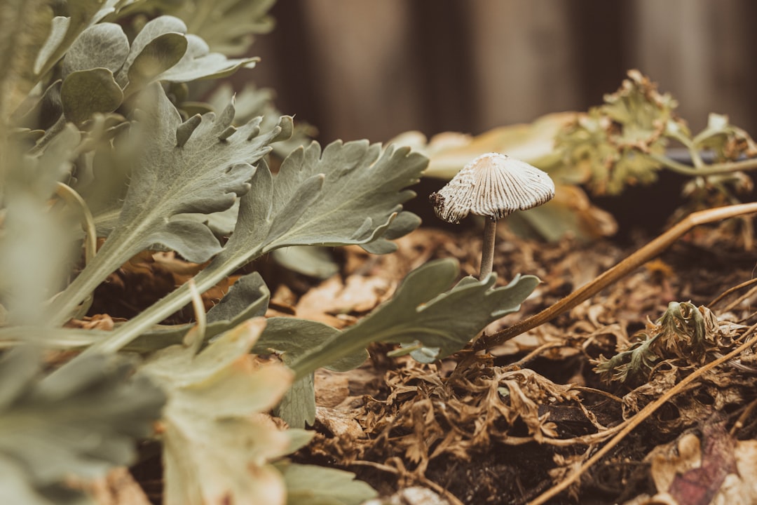 Photo mushroom cultivation